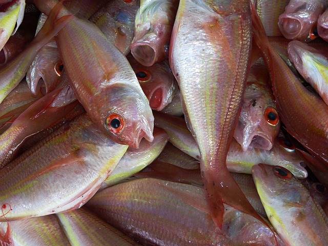  fish photo